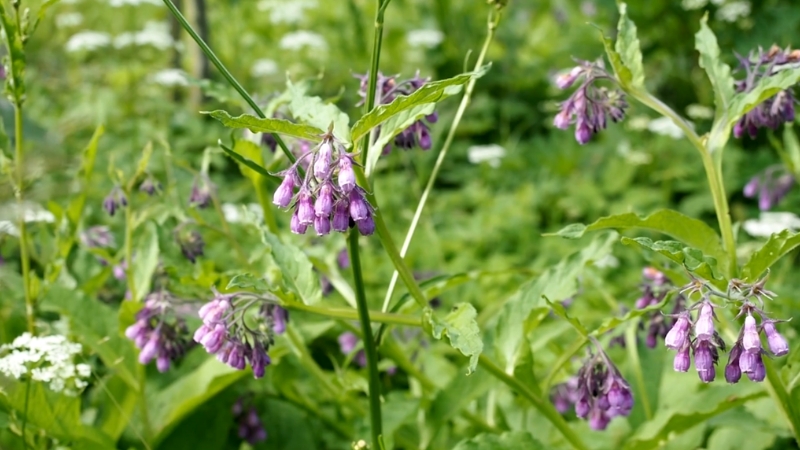Ljubičasti cvetovi gaveza u zelenoj divljoj vegetaciji