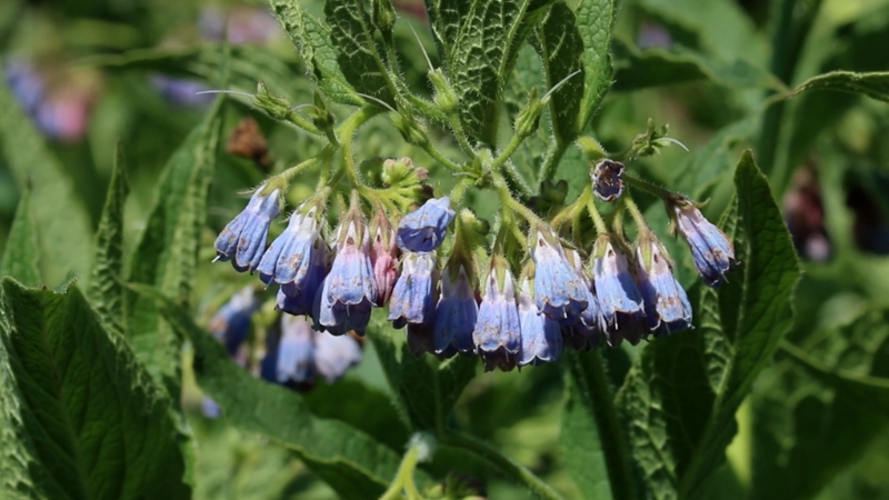 Cvetovi gaveza u punom cvatu među zelenim lišćem