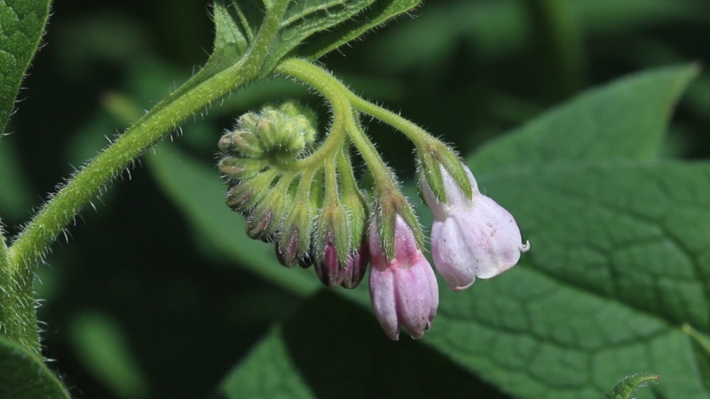 Rani cvetovi gaveza u prirodi prikazani izbliza