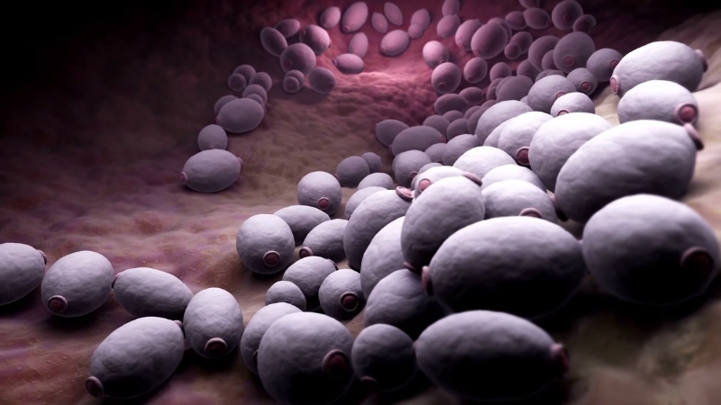 Prikaz ćelija gljivice Candida u uvećanom mikroskopskom pogledu