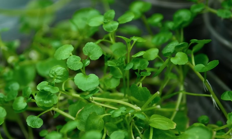 Biljka potočarka u bašti